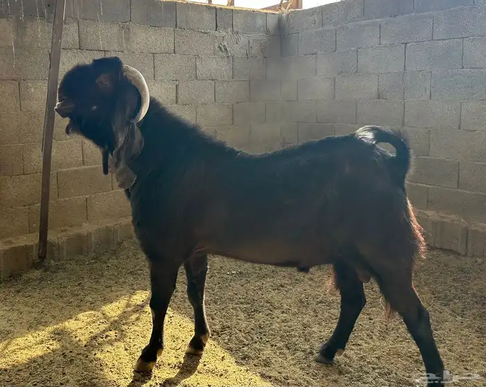 فحل قبرصي صنف للبيع 0