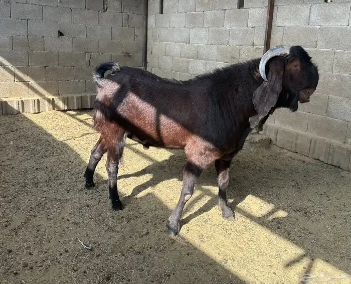 فحل قبرصي صنف للبيع 1