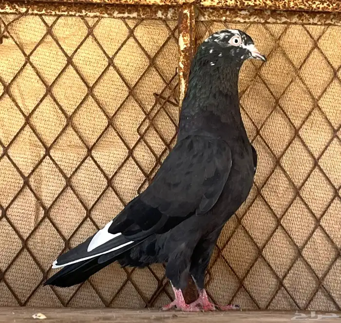 جوز رام بوري 0