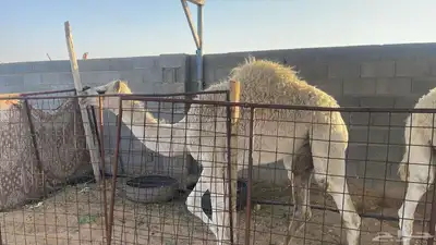 للبيع العمر 8 اشهر index