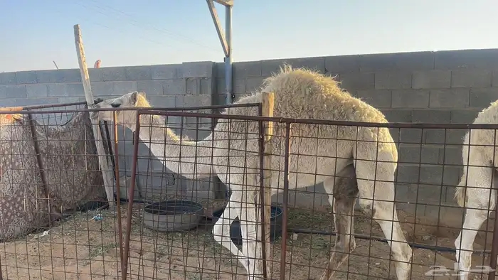 للبيع العمر 8 اشهر 0