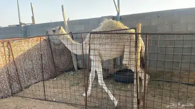 للبيع العمر 8 اشهر index