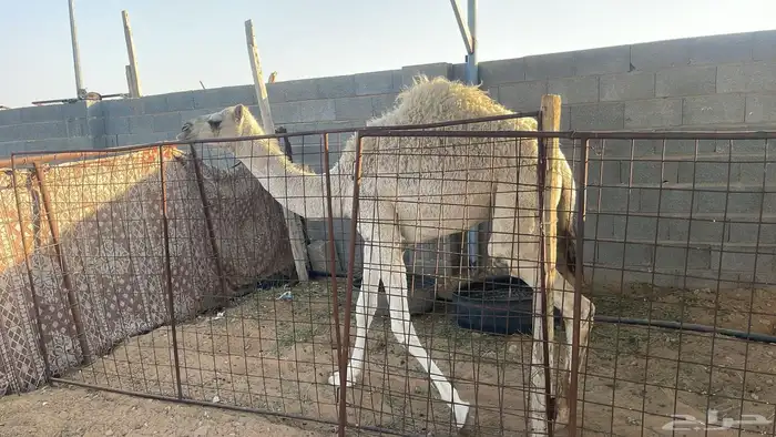 للبيع العمر 8 اشهر 1