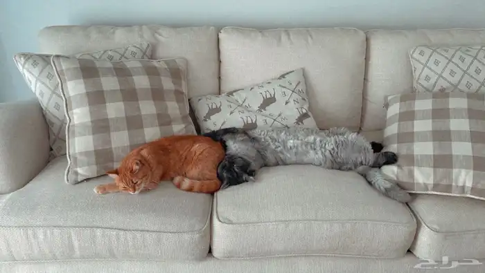 قطط للتبني 1