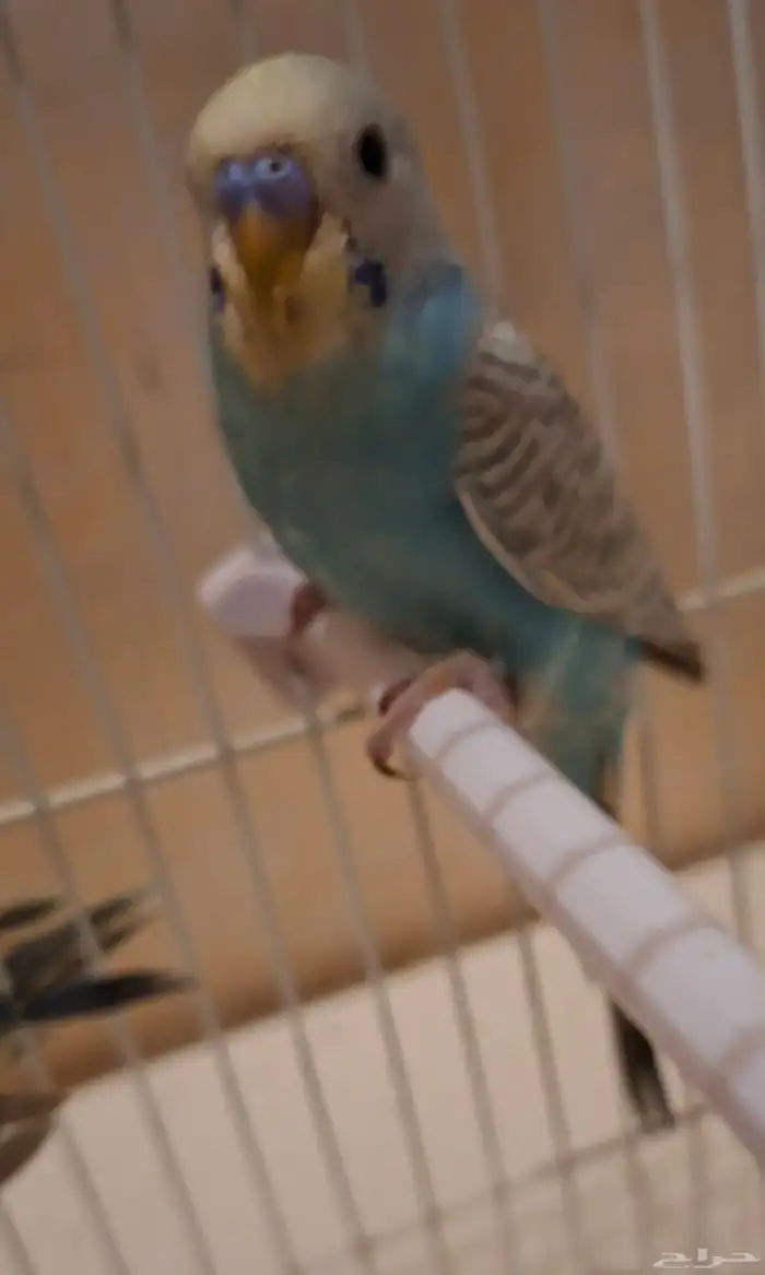 بادجي اليف 0