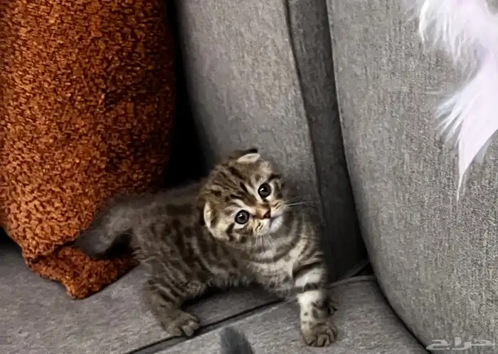 سكوتش دبل فولد مميز جدا ماشاءالله لون نادر مطعم 0