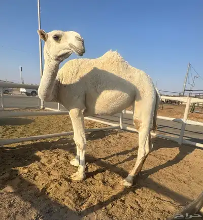 بكره عونيه index