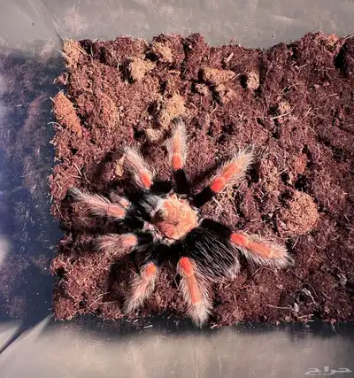 عنكبوت مكسيكان ترانتولا index