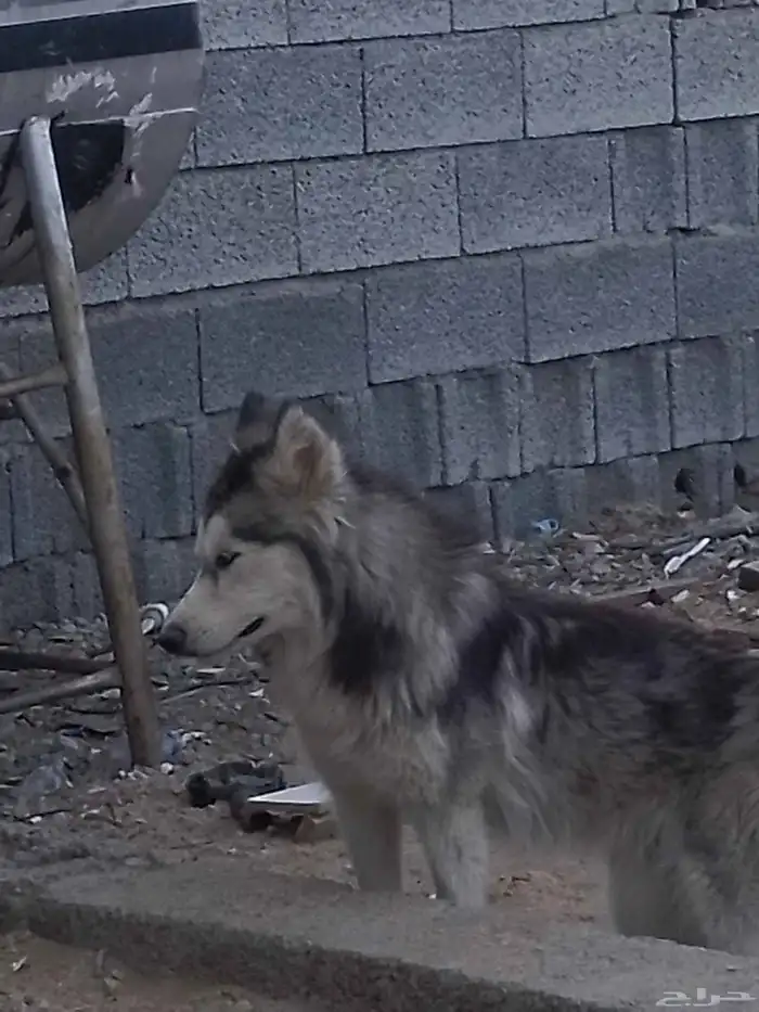 كلبه هاسكي للبيع 0