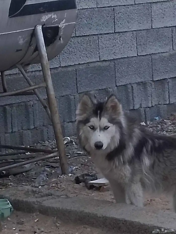 كلبه هاسكي للبيع 2