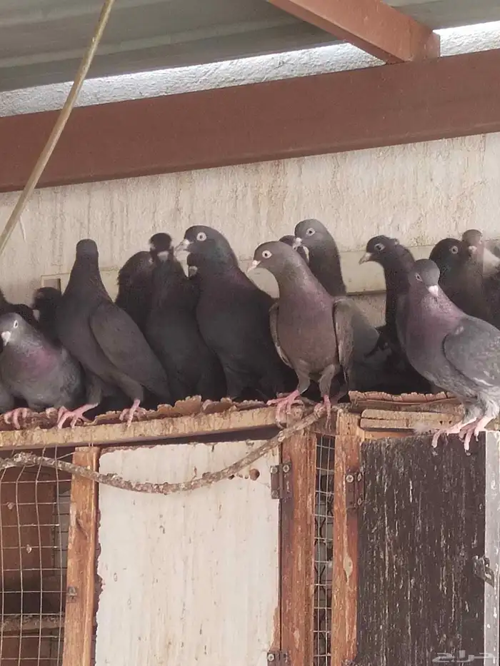 حمام قطيفي للبيع اساسه ترث ومجاهيل 2