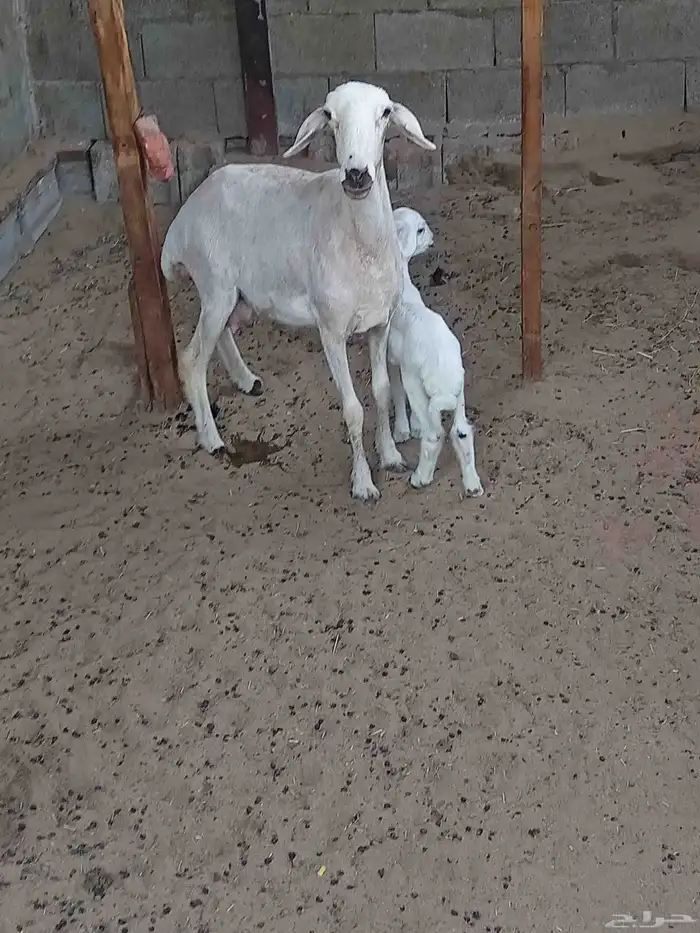 حرية رباعية رغوث 0