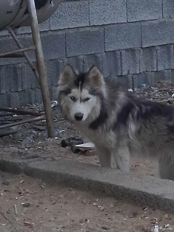 كلبه هاسكي للبيع 1