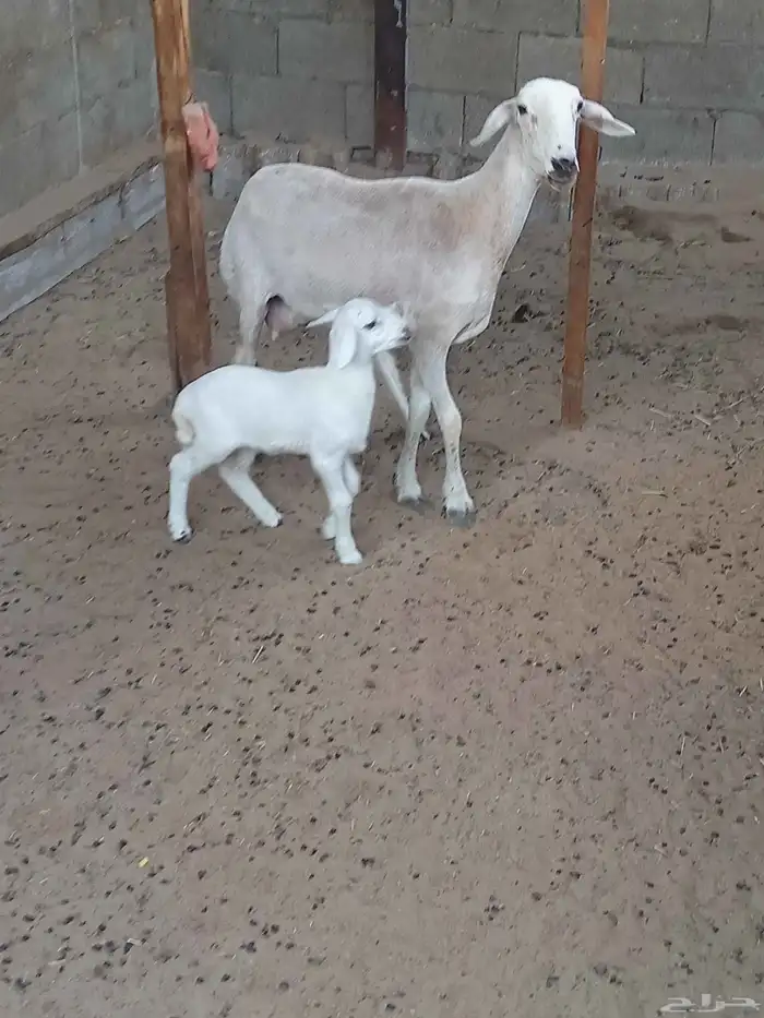 حرية رباعية رغوث 3