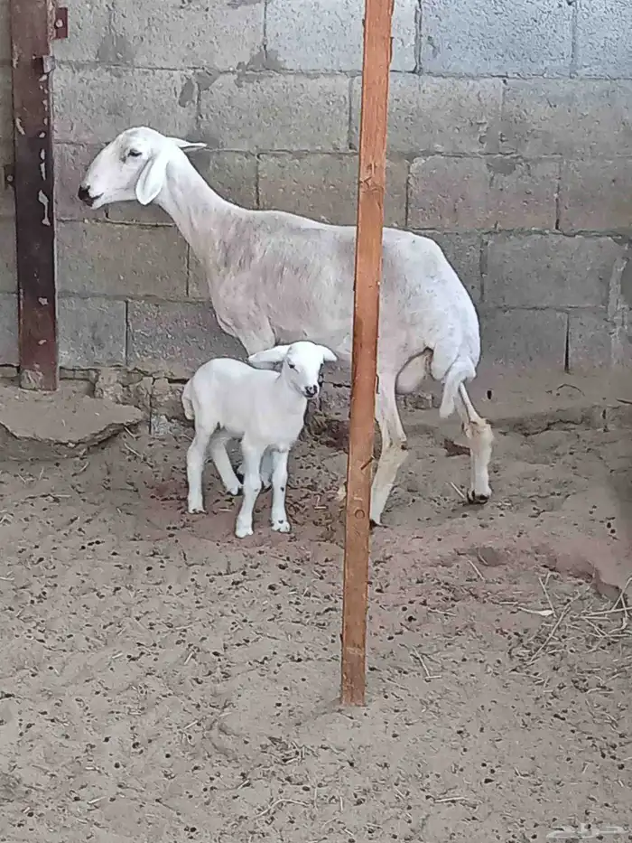 حرية رباعية رغوث 7