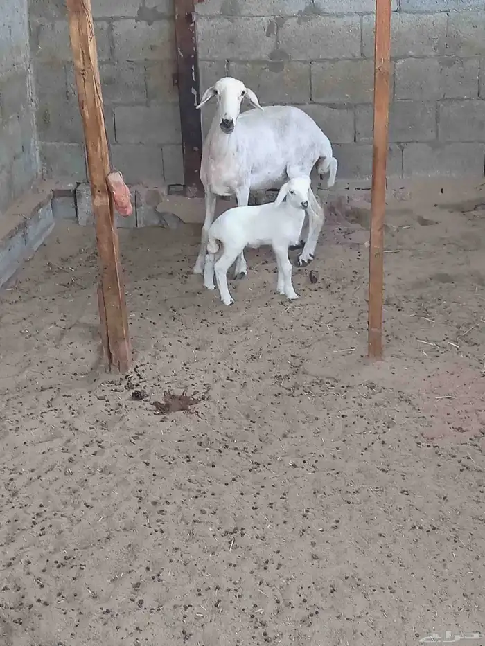 حرية رباعية رغوث 1