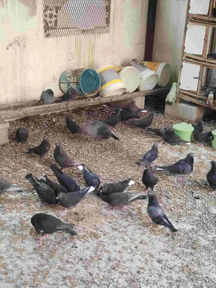 حمام قطيفي للبيع اساسه ترث ومجاهيل 4