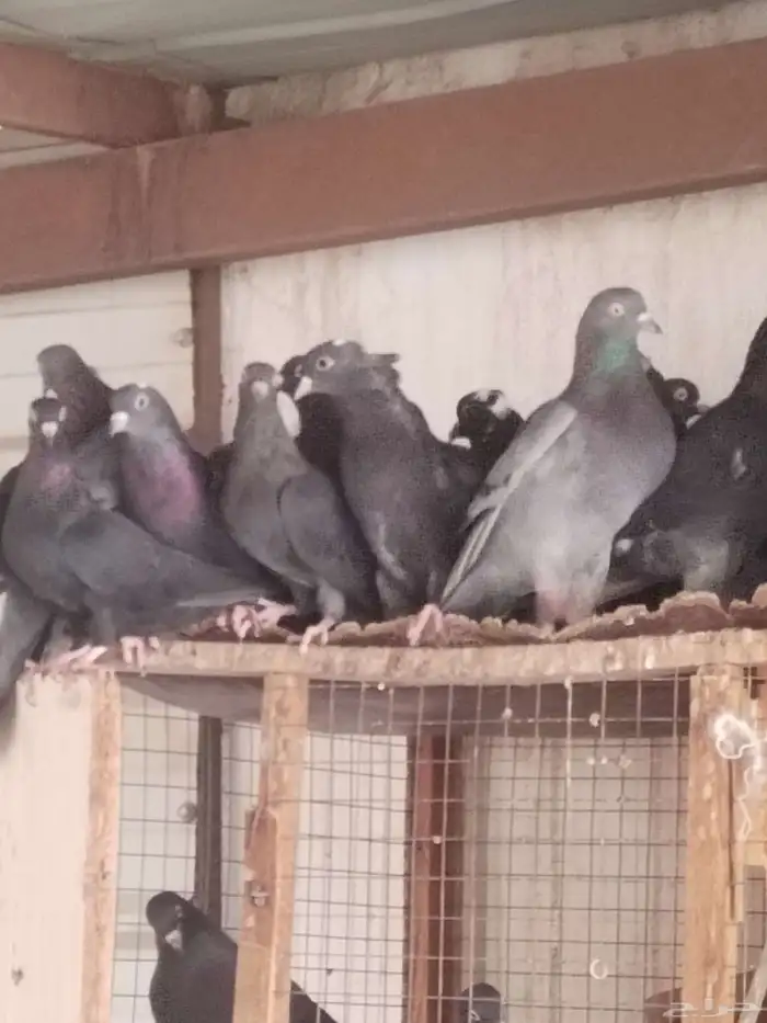 حمام قطيفي للبيع اساسه ترث ومجاهيل 3