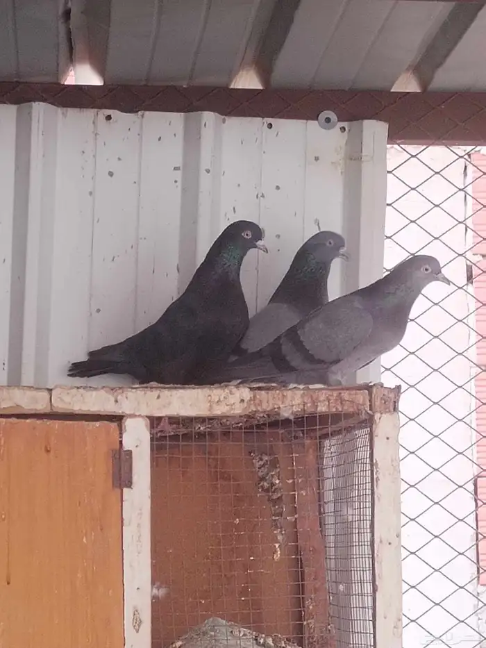 حمام قطيفي للبيع اساسه ترث ومجاهيل 0