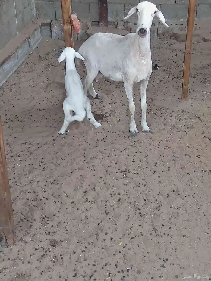 حرية رباعية رغوث 2