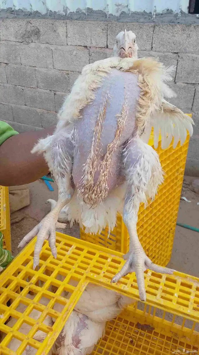 مطلوب جزء من مزرعة آو بيت شعبي آو استراحة لعمل مشروع تربية د 0