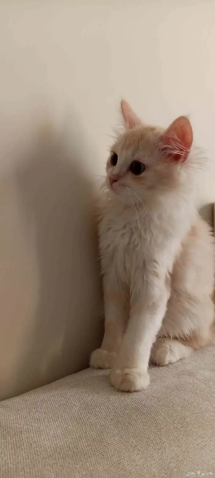 قطه انثى مطعمه كل شي مع أغراضه والكل والتراب حقها 0