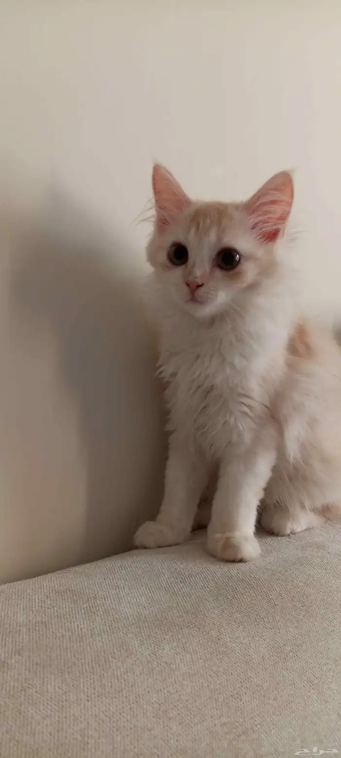 قطه انثى مطعمه كل شي مع أغراضه والكل والتراب حقها 1