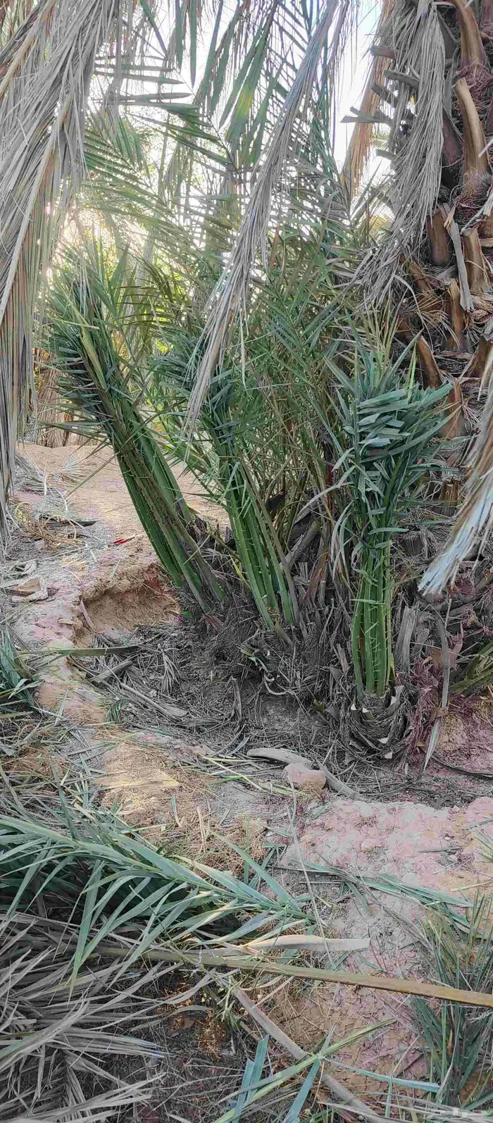 مطلوب 450فرخ خضري 0