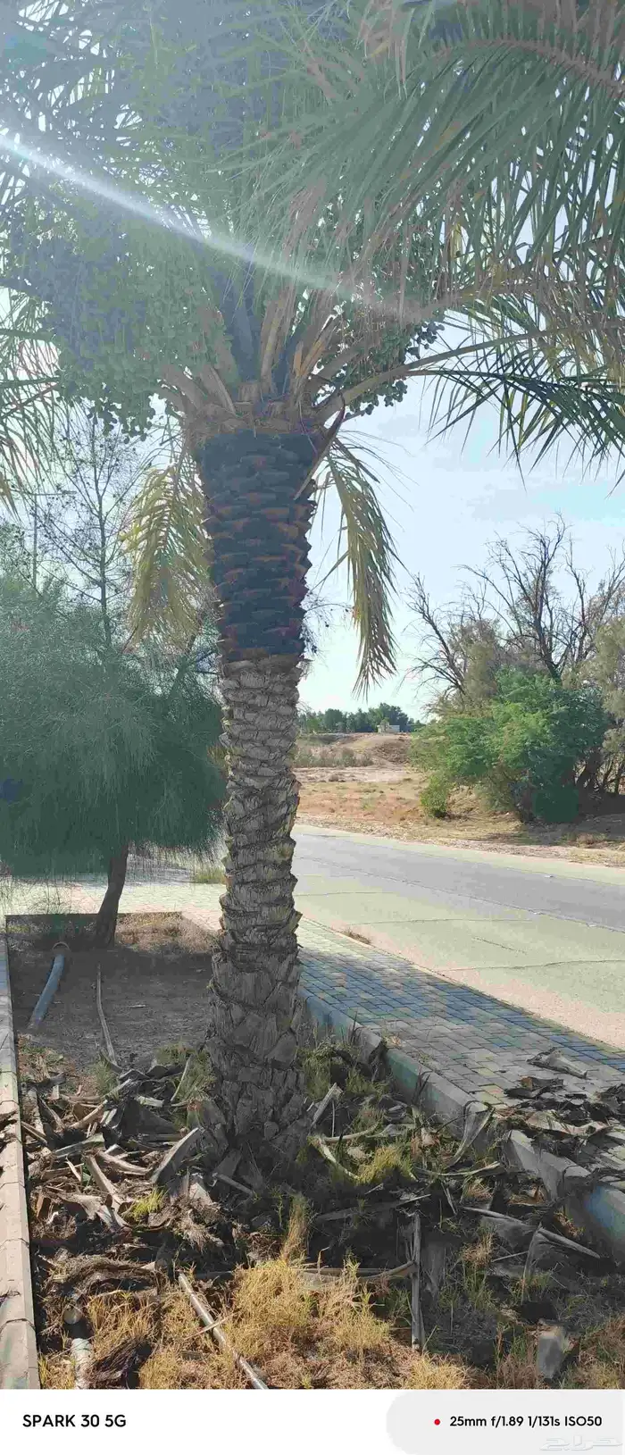 تبوك تكريب النخل وتنظيف يوجد لدينا نقايل نخل عربي 0