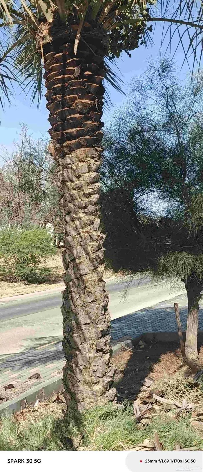 تبوك تكريب النخل وتنظيف يوجد لدينا نقايل نخل عربي 1