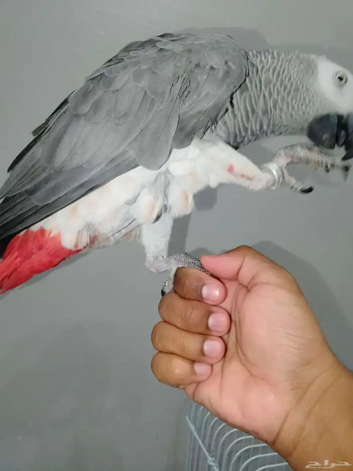 ببغاء الكاسكو أليف و متكلم 2
