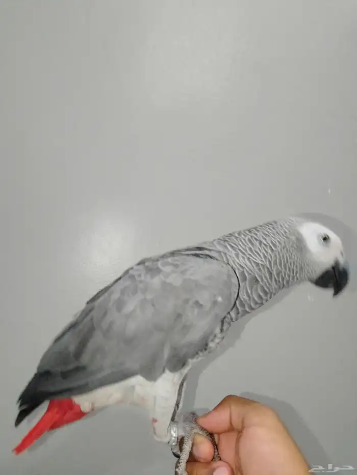 ببغاء الكاسكو أليف و متكلم 1