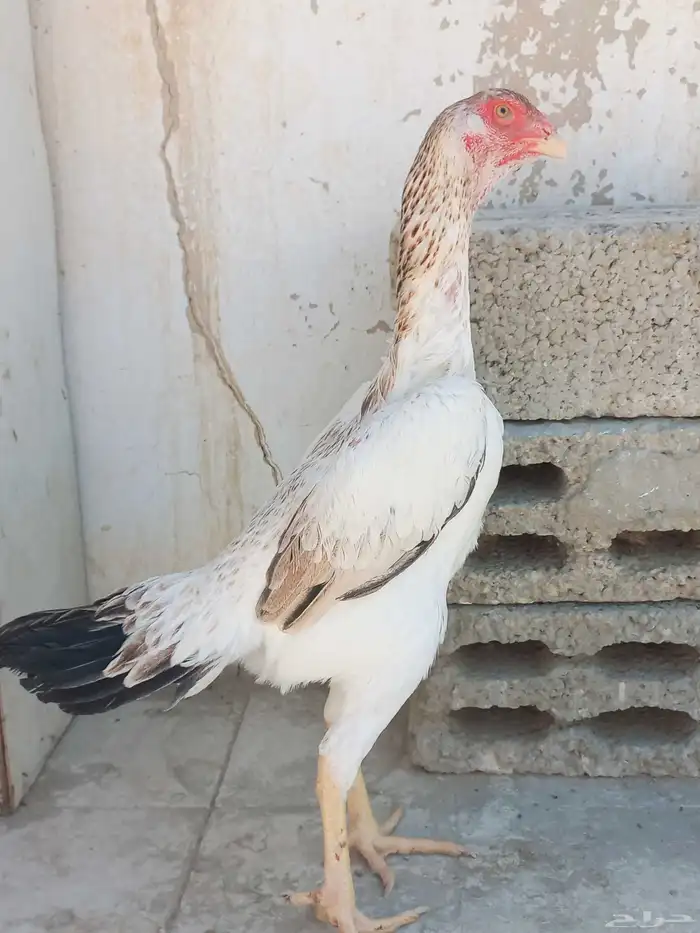 شامو ياباني 0