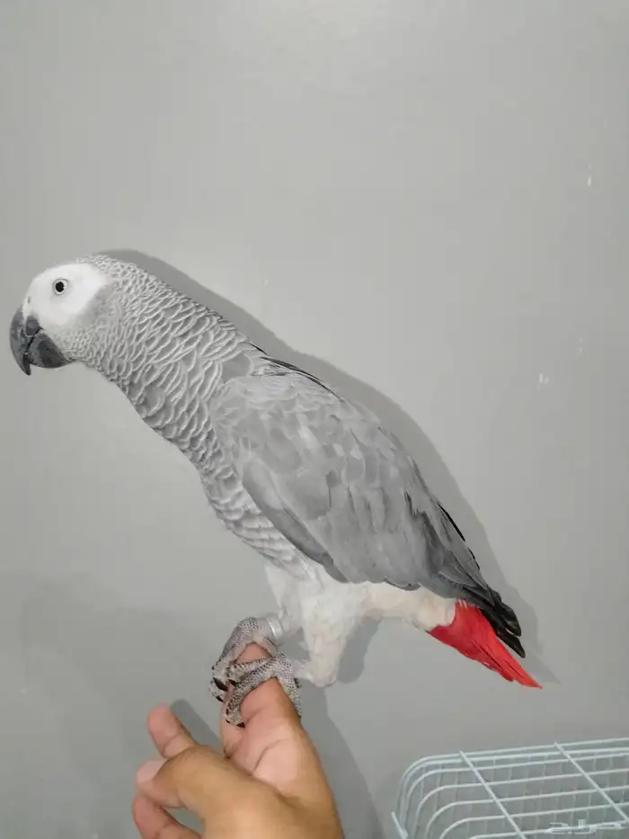 ببغاء الكاسكو أليف و متكلم 0