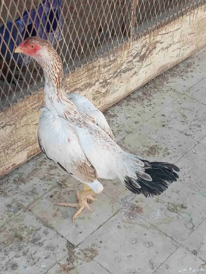 شامو ياباني 1