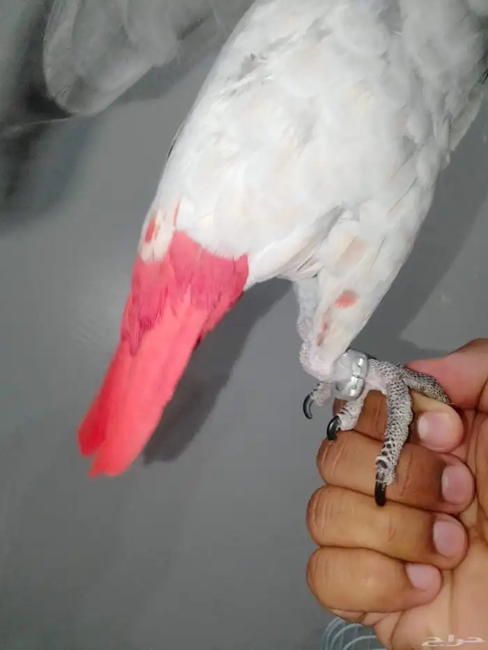 ببغاء الكاسكو أليف و متكلم 3