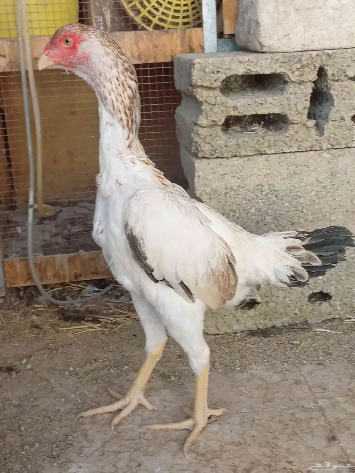 شامو ياباني 3