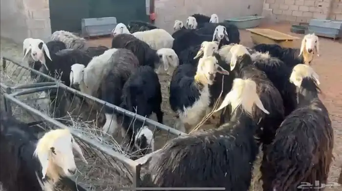 مراح نجد دفيع عدد 30 بفحولها 2 5