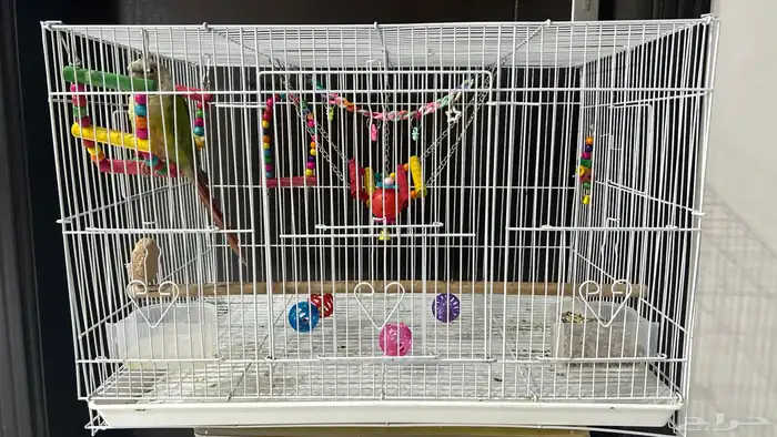 كنيور الليف و هدد و متكلم 5