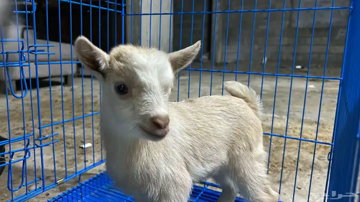 ماعز القزم انثى 1