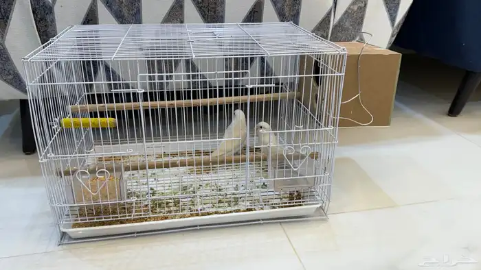 عصافير روز البينو لمحبين الانتاج و التربيه 2