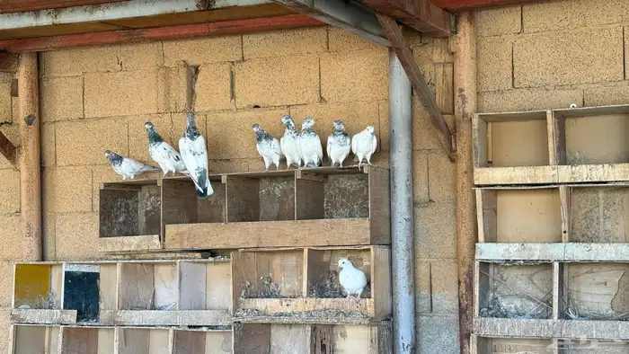 حمام هندي وتيدي 3