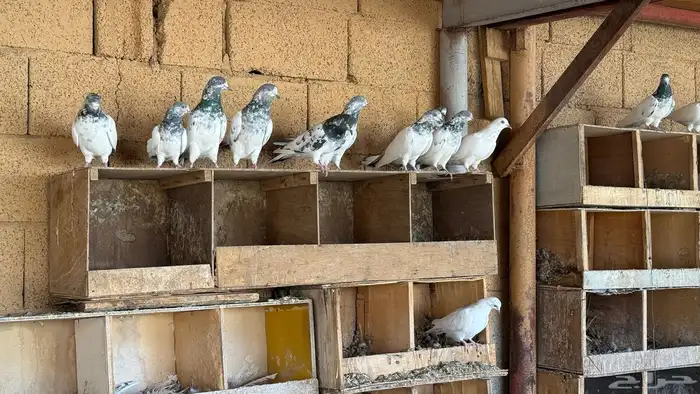 حمام هندي وتيدي 2