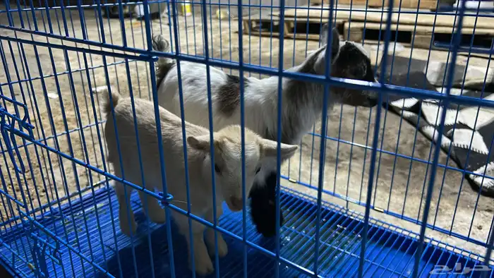 ماعز القزم انثى 2