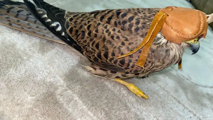 للبيع طير شبوط او باشق شرياص 6