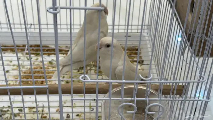 عصافير روز البينو لمحبين الانتاج و التربيه 0