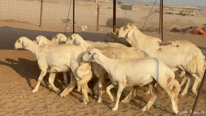 رخال حريات نوادر دفيع طيبه عددها 20 معاها الفحل 12