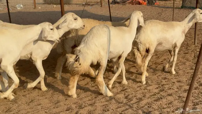 رخال حريات نوادر دفيع طيبه عددها 20 معاها الفحل 16