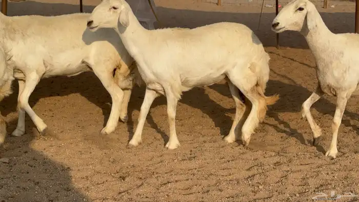 رخال حريات نوادر دفيع طيبه عددها 20 معاها الفحل 14