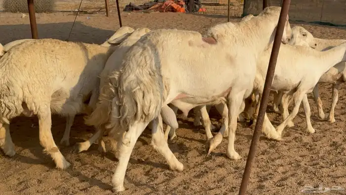 رخال حريات نوادر دفيع طيبه عددها 20 معاها الفحل 18